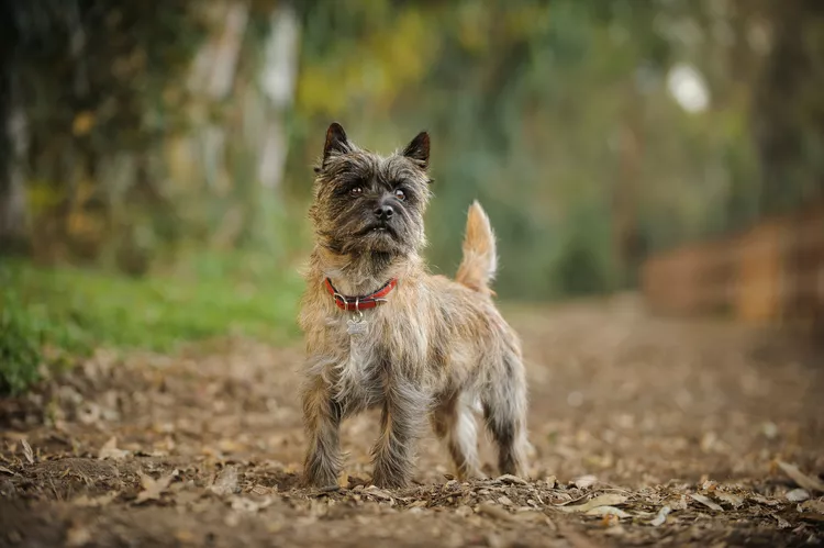 Cairn Terrier: Dog Breed Characteristics & Care