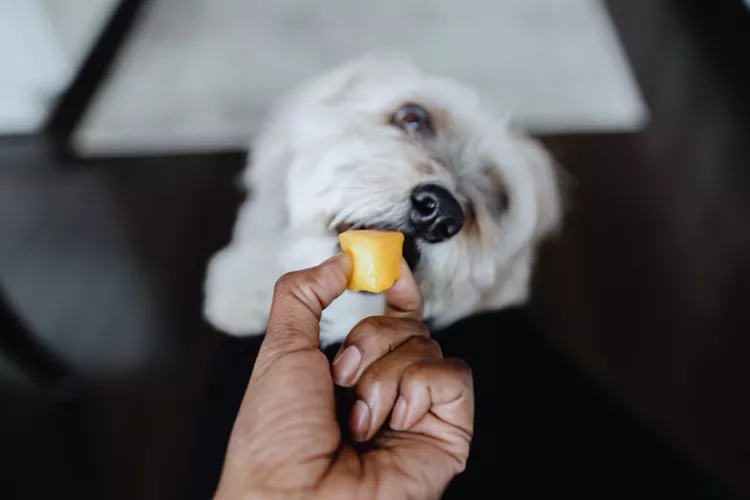 Can Dogs Eat Papaya? What to Know About Sharing This Tropical Fruit With Your Pup