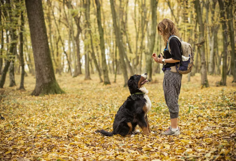 Top Ten Essential Dog Training Supplies