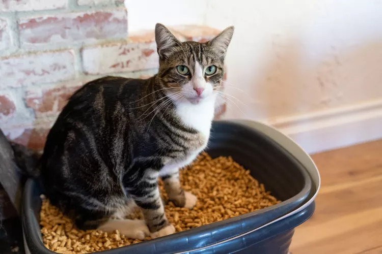 9 Types of Cat Litter to Help Your Feline Friend Clean Up