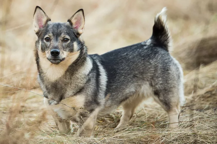 Swedish Vallhund: Dog Breed Characteristics & Care