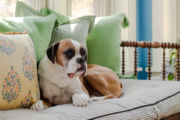 How to Keep Your Dog off the Couch and Other Furniture