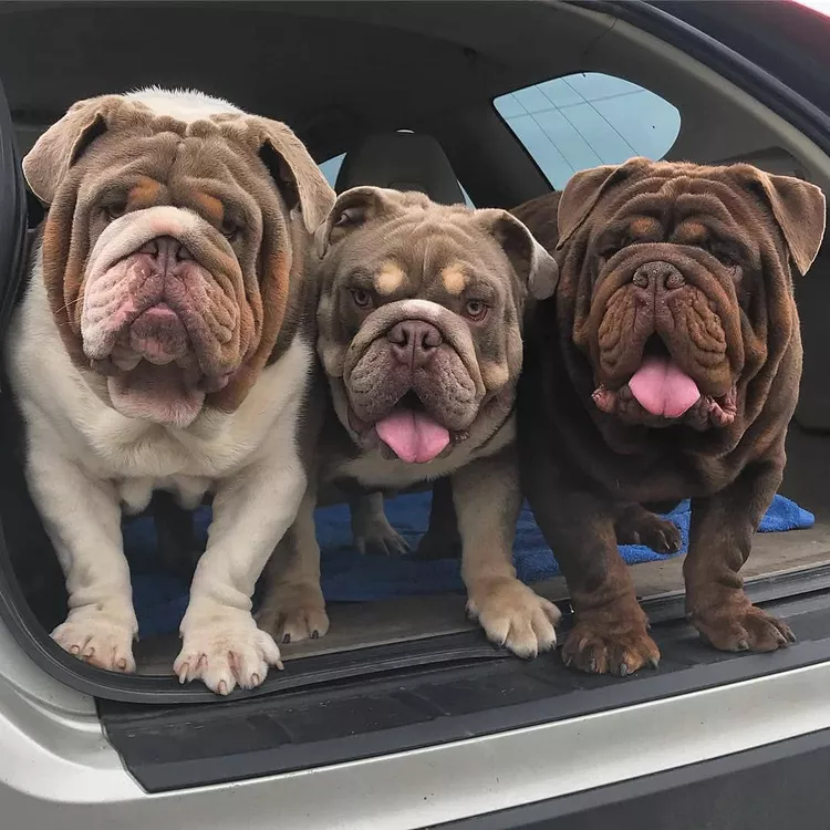 10 Cute Bulldogs and Facts That Will Win Your Heart