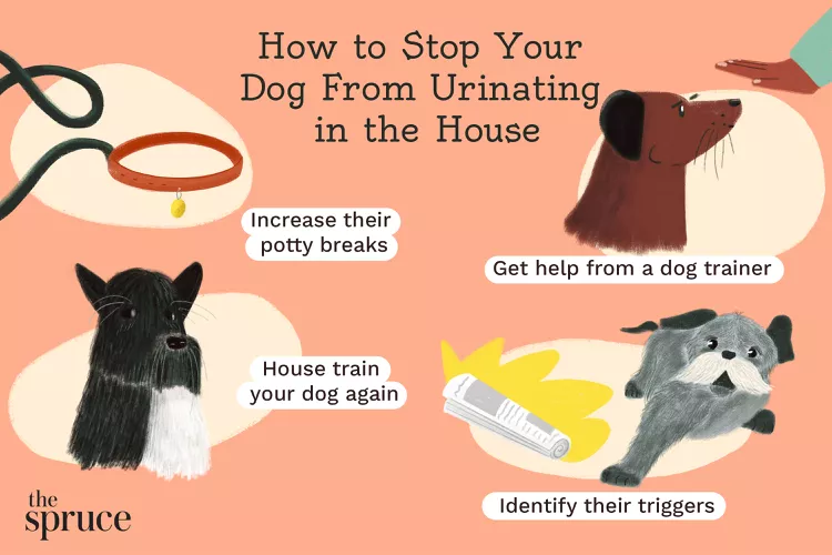 Why Is My Dog Peeing in the House? 7 Proven Ways To Stop It