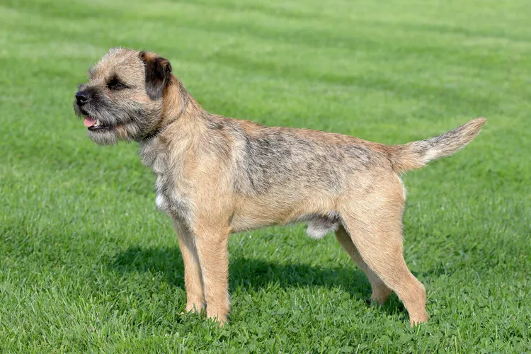 Border Terrier: Dog Breed Characteristics & Care