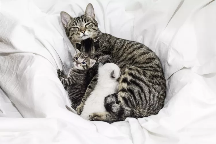 What to Do If a Mother Cat Can't Nurse or Ignores Her Kittens