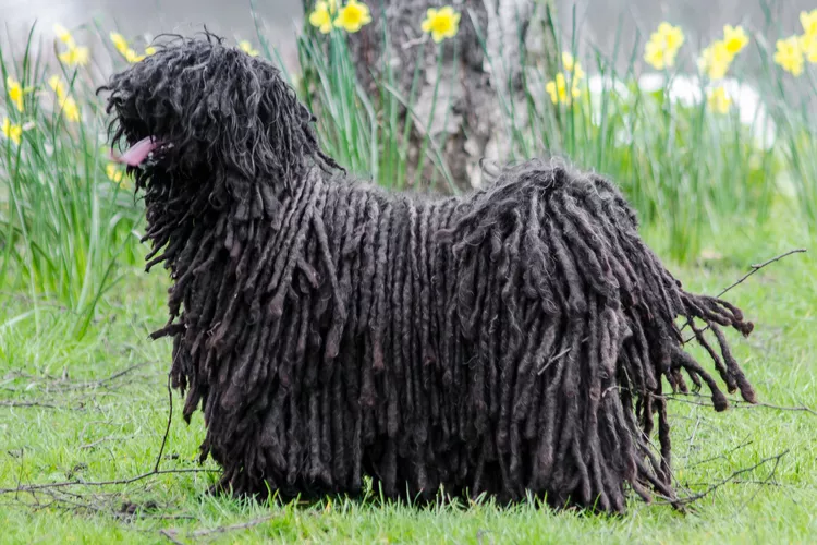 Puli: Dog Breed Characteristics & Care