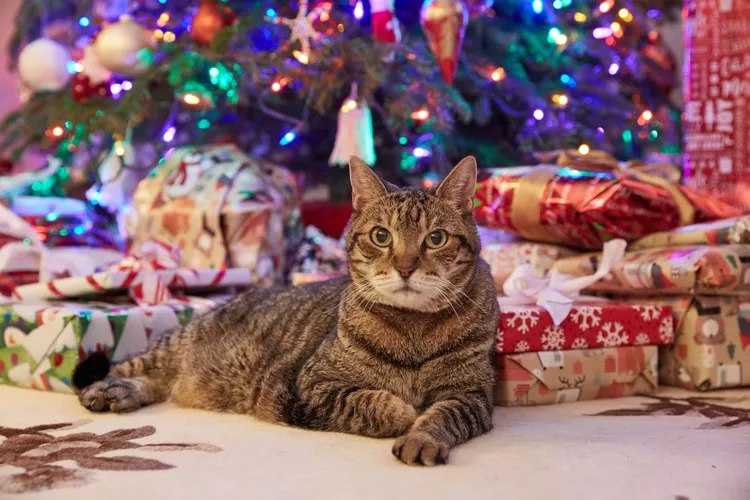 13 Cats Who Love Christmas