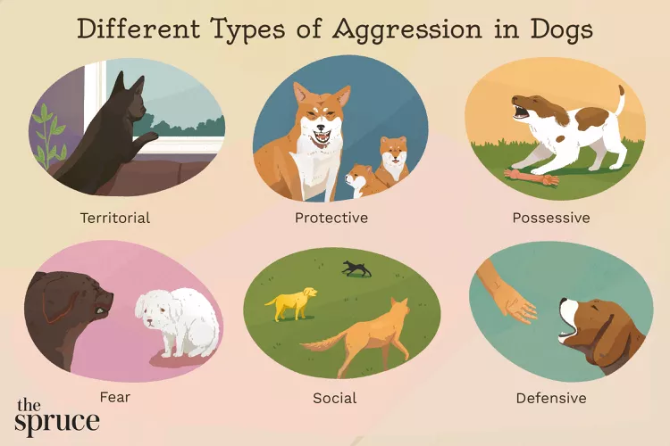 How to Stop Aggression in Dogs