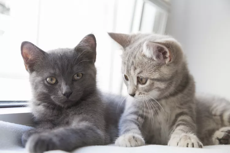 11 Best British Cat Breeds