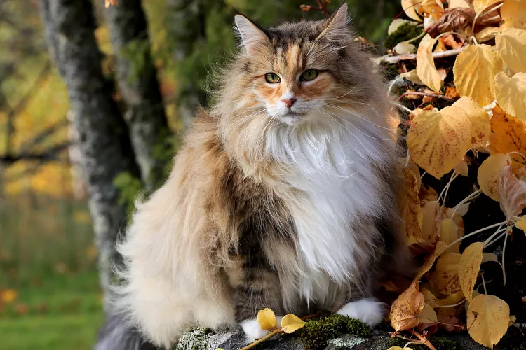 Norwegian Forest Cat: Breed Profile, Characteristics & Care