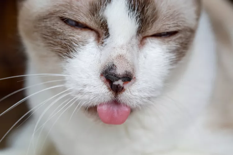 Stomatitis in Cats