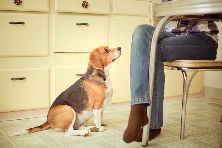 How to Train Your Dog to Stop Begging