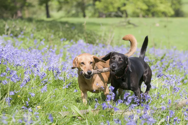 7 Signs Your Dog Is in Heat