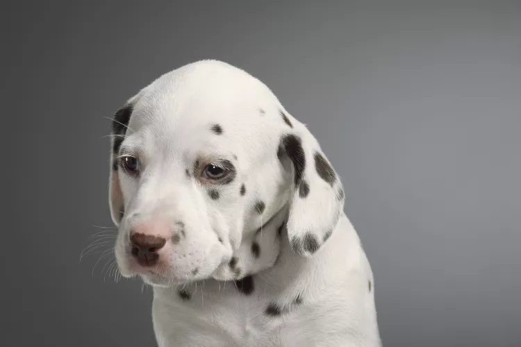 Training Deaf Puppies and Dogs