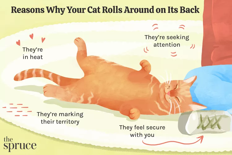 Why Your Cat Is Rolling Around on Its Back