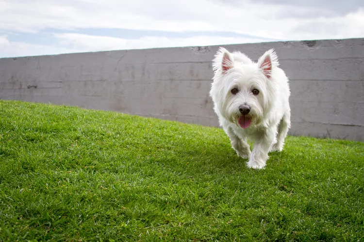 West Highland White Terrier (Westie): Dog Breed Characteristics & Care