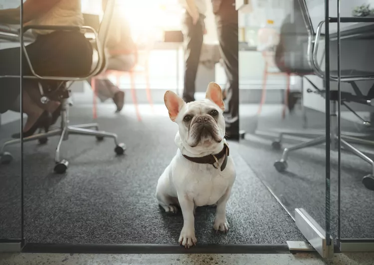 The Different Types of Pet-Friendly Workplaces