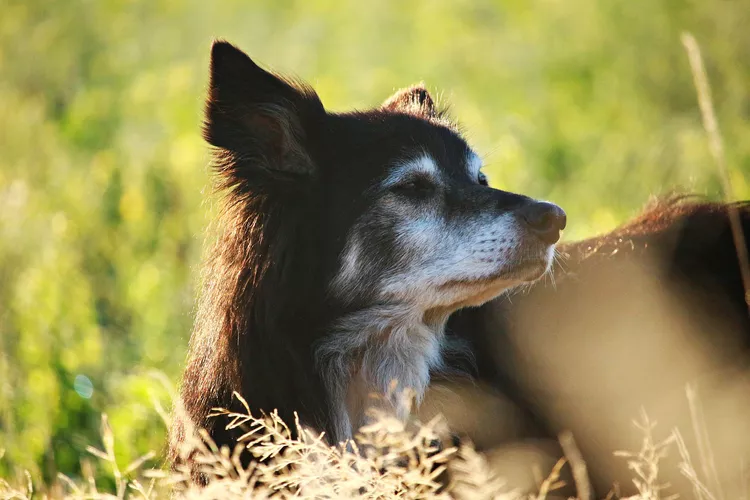 7 Special Ways to Remember Your Pet