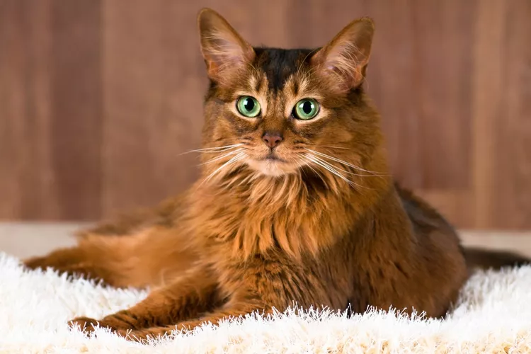 Somali: Cat Breed Profile, Characteristics & Care