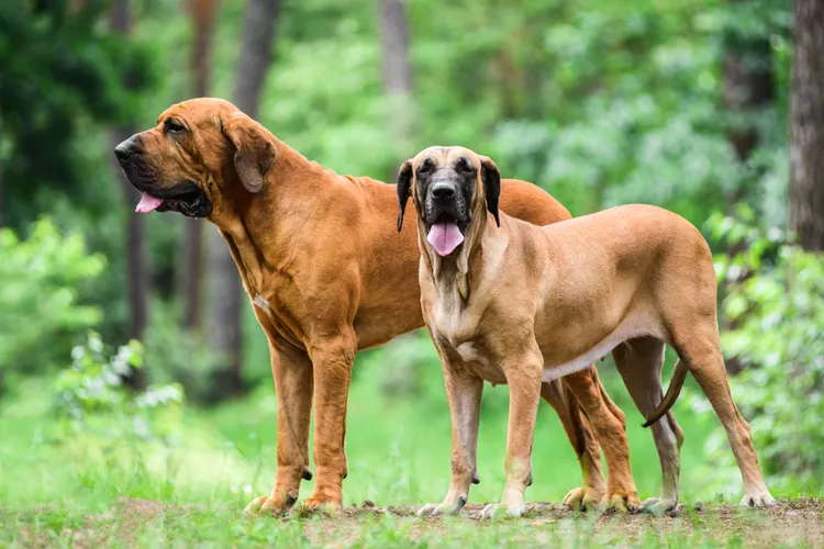 Fila Brasileiro (Brazilian Mastiff): Dog Breed Characteristics & Care