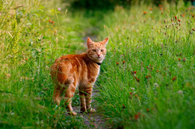 Ticks in Cats