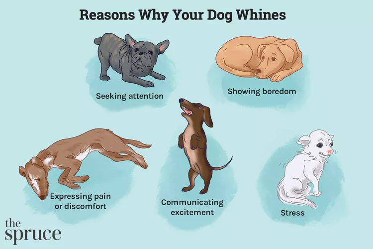 How to Stop Your Dog From Whining