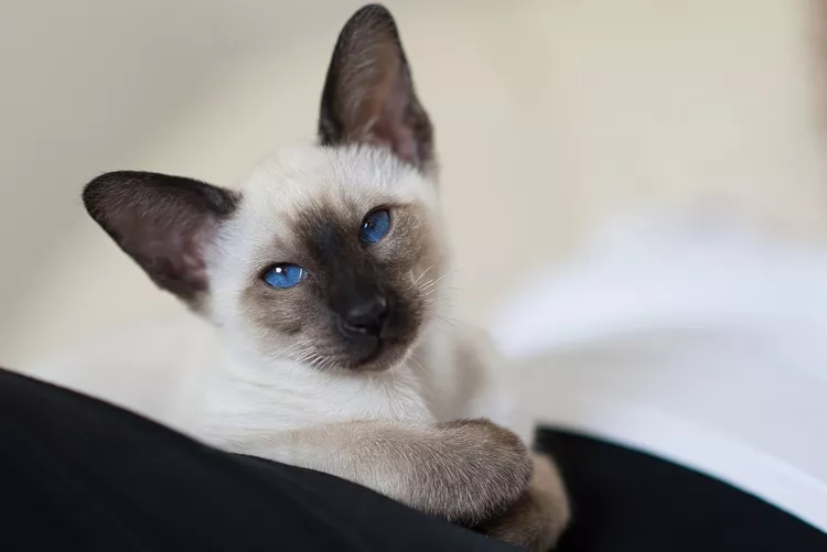 95 Siamese Cat Names