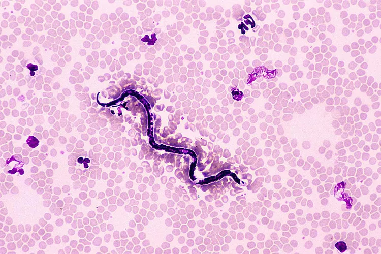 Medications to Prevent Heartworm Disease for Dogs