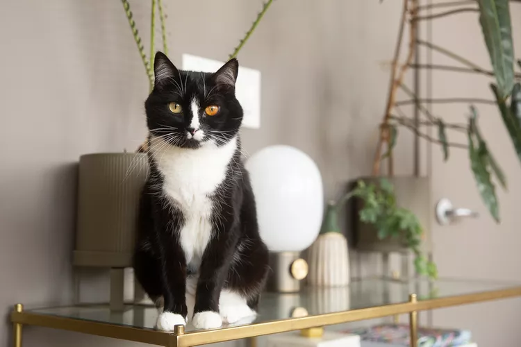 10 Cat Breeds With Black and White Coloring