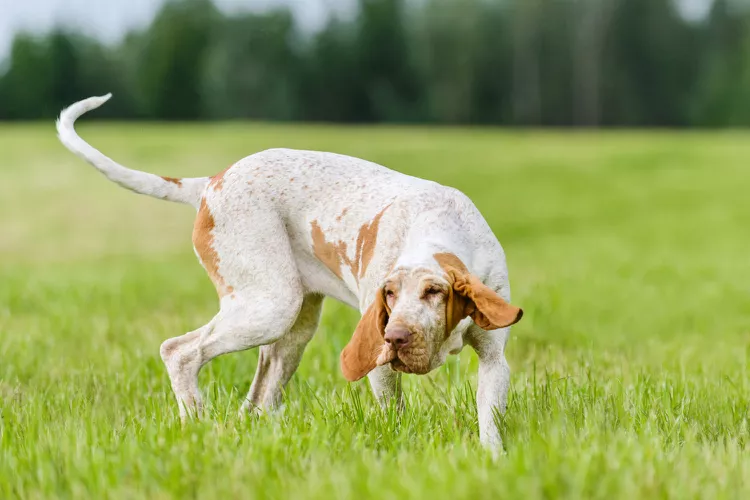 Bracco Italiano: Dog Breed Characteristics & Care