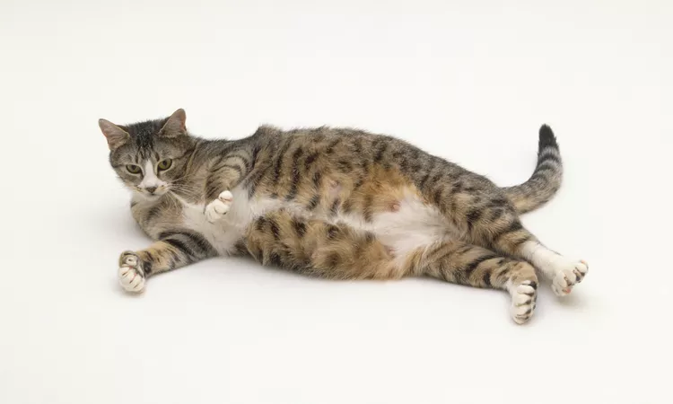 Should You Spay a Pregnant Cat?