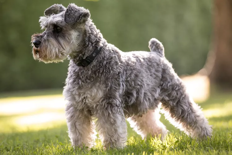 Miniature Schnauzer: Dog Breed Characteristics & Care