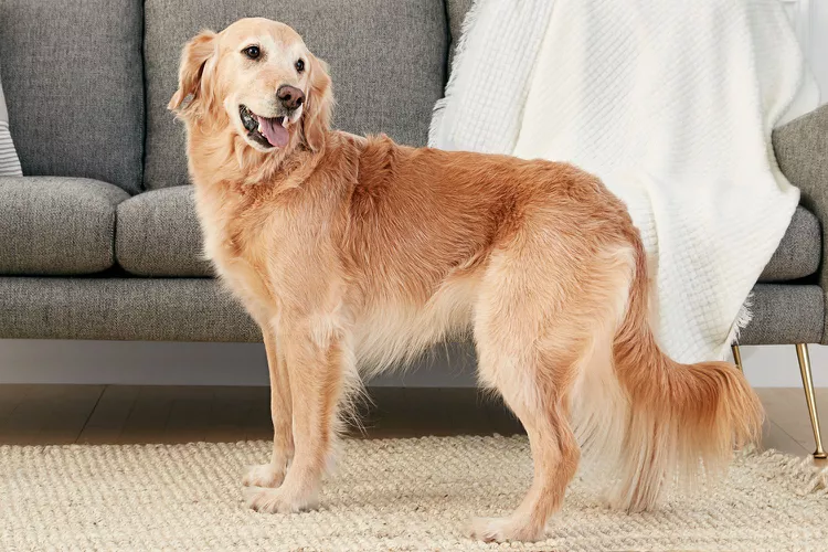 Golden Retriever: Dog Breed Characteristics & Care