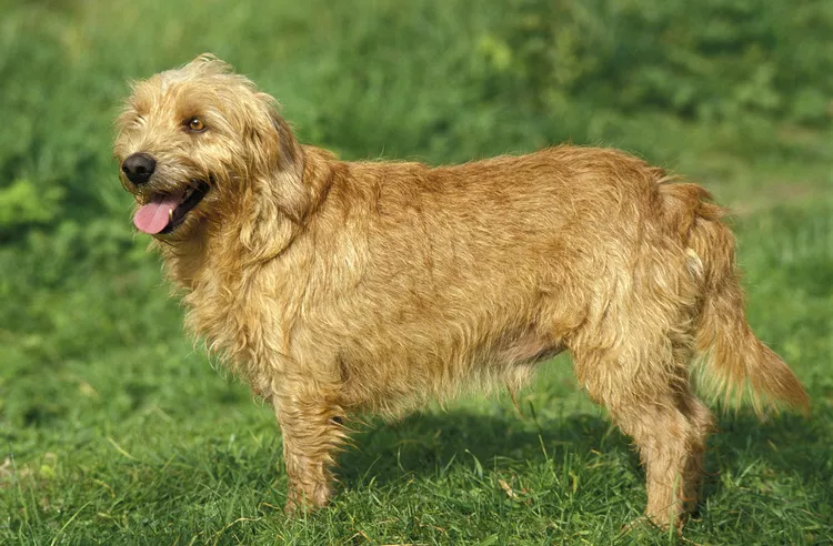 Basset Fauve de Bretagne: Dog Breed Characteristics and Care