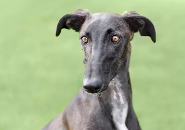 Spanish Galgo: Dog Breed Characteristics & Care