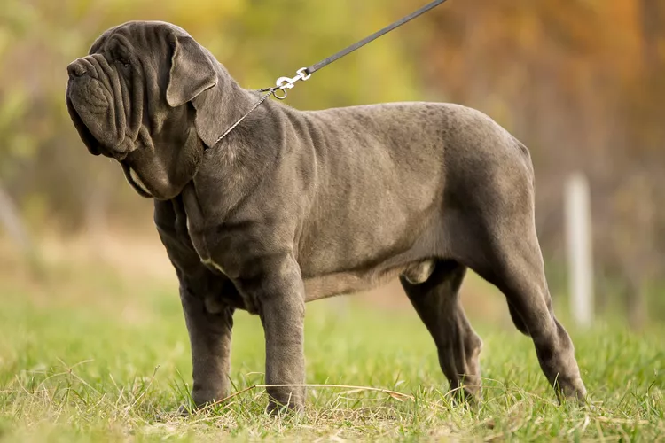 Neapolitan Mastiff (Neo): Dog Breed Characteristics & Care