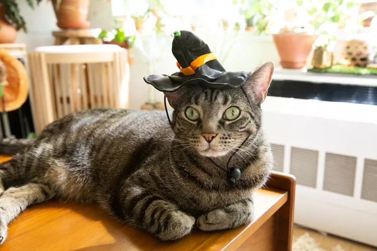 50 Perfect Witchy Cat Names