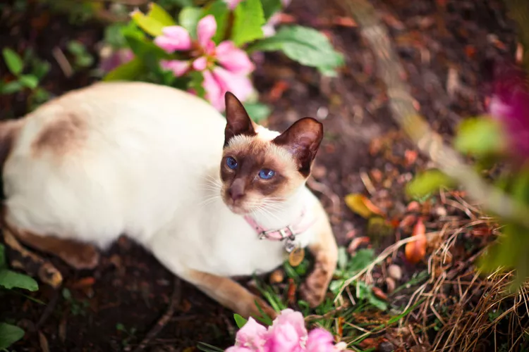 Siamese Cat: Breed Profile, Characteristics & Care