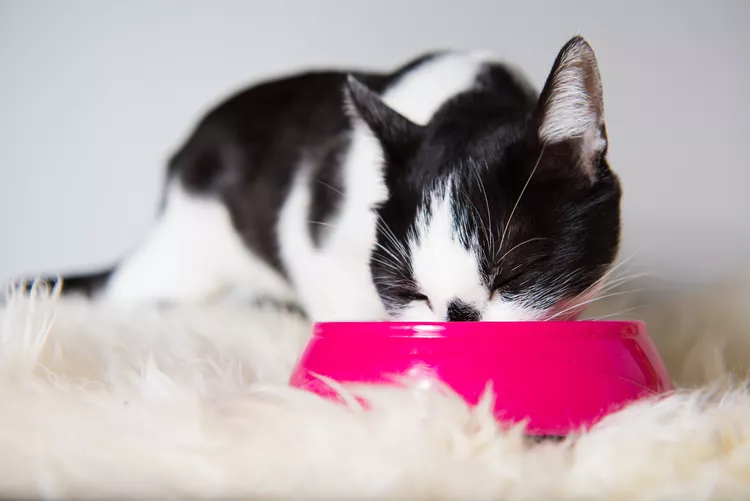 What to Know Before You Buy Food and Water Bowls For Your Cat