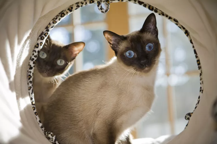 Tonkinese: Cat Breed Profile, Characteristics & Care