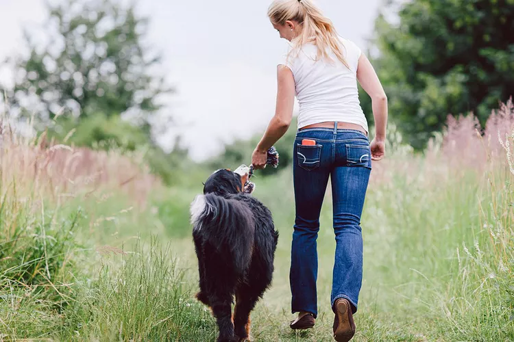 How to Train Your Dog to Heel