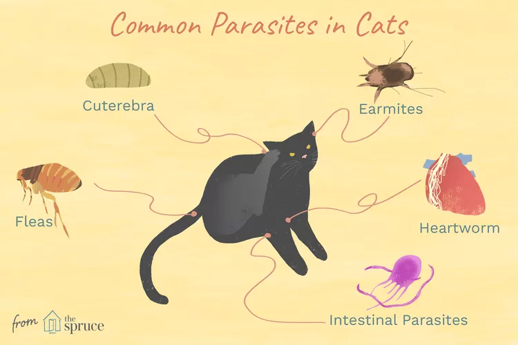 Worms, Mites, Ticks and Other Bugs That Live on Cats