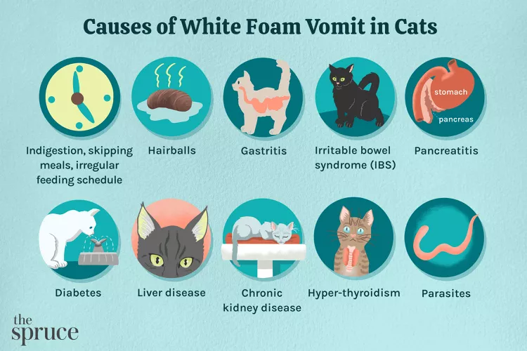 What to Do if Your Cat Is Vomiting White Foam