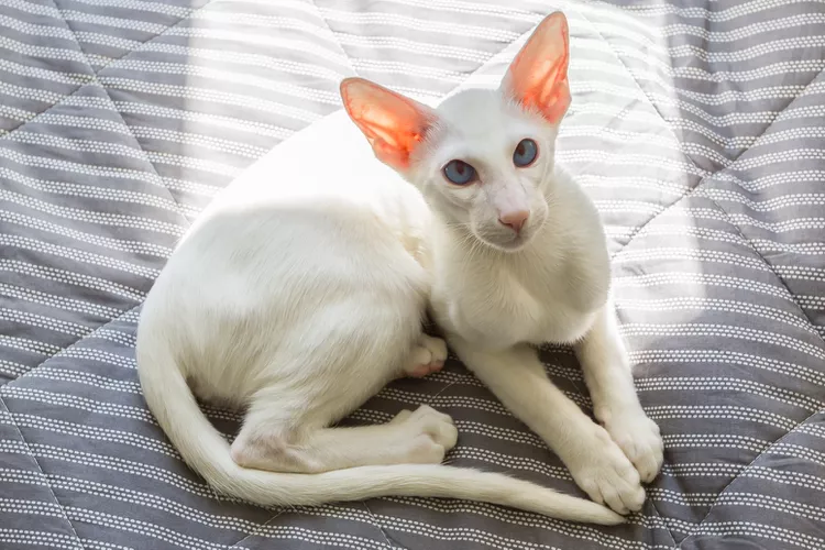 Oriental Shorthair: Cat Breed Profile, Characteristics & Care