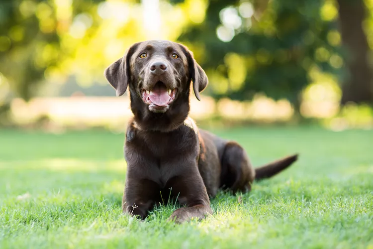 Why Dogs Eat Poop and How to Stop Them