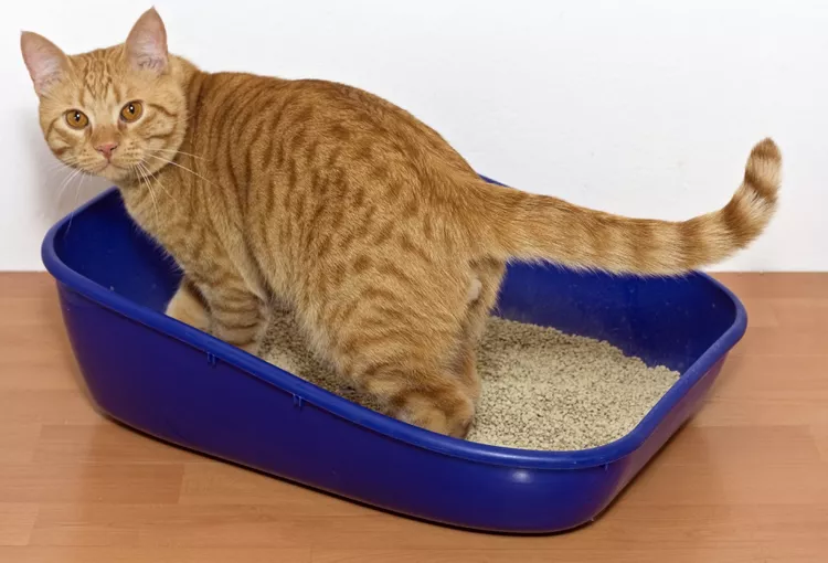 Urinary Tract Infection in Cats