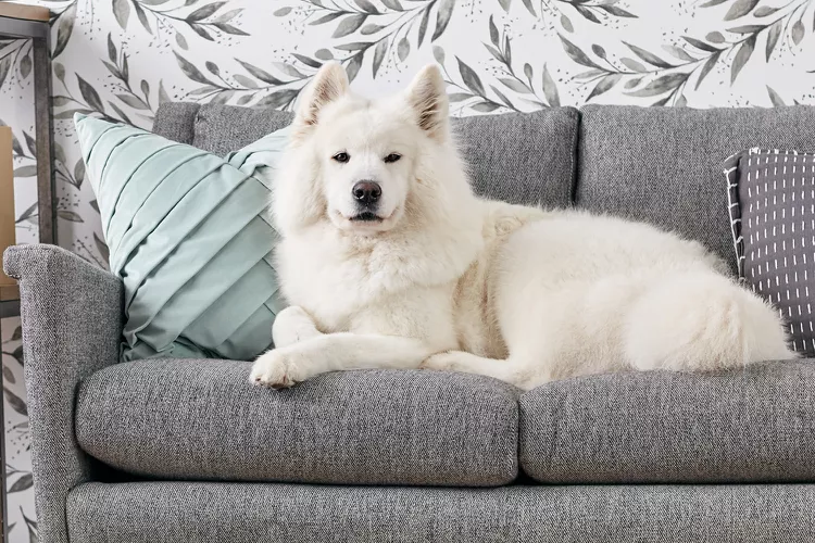 Should Dogs Be Allowed on Furniture?