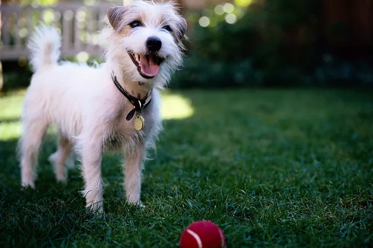 How to Teach Your Dog the "Leave It" Command