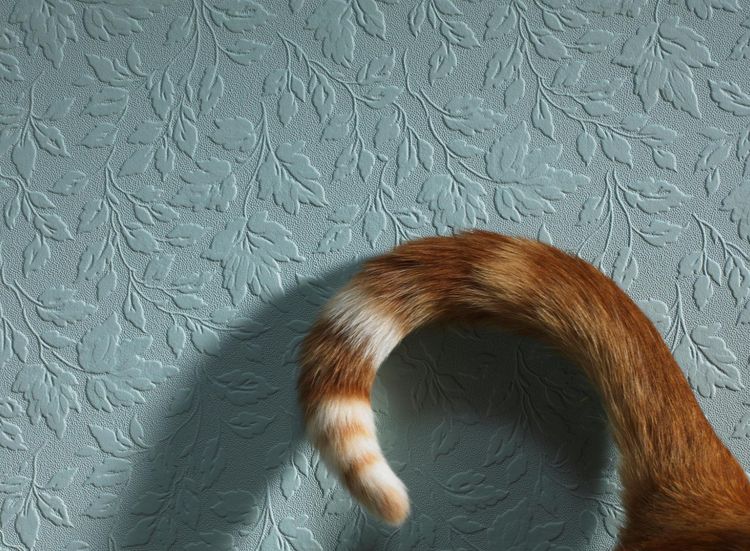 Understanding Cat Tail Talk